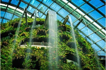 Cloud Forest