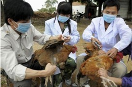 New Disease: H7N9
